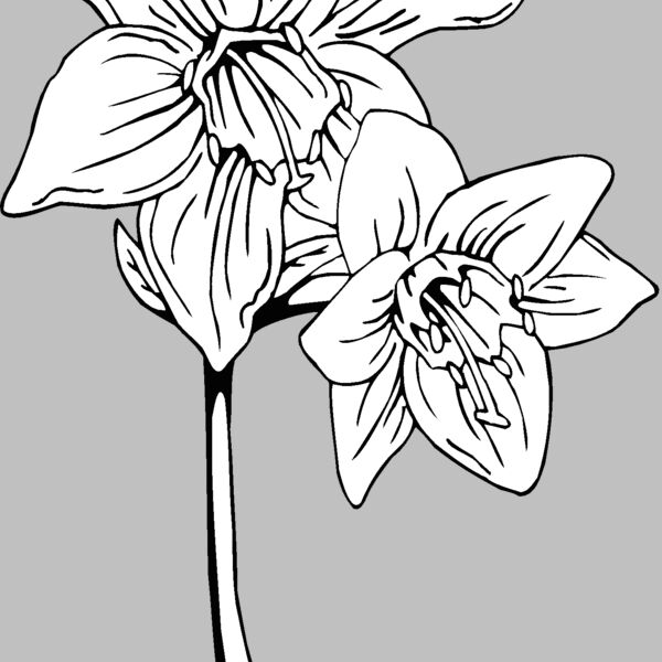 amazon lily Thumbnail