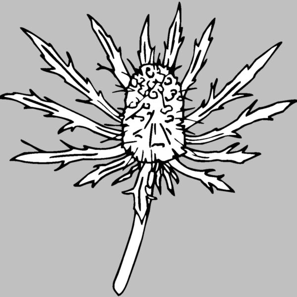 seaholly Thumbnail