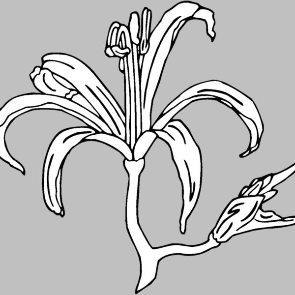 nerine blossom Thumbnail