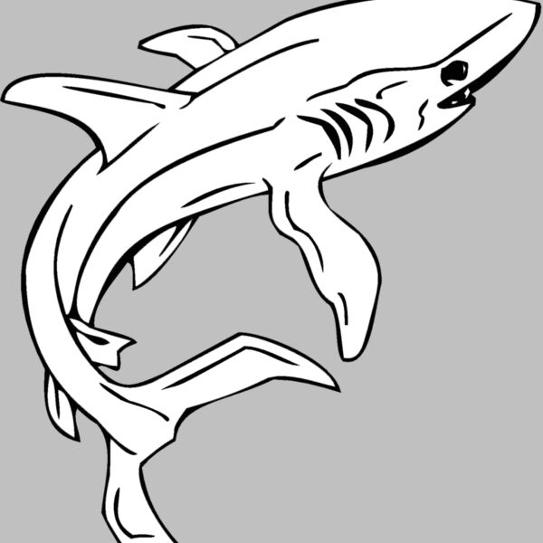 shark2 Thumbnail