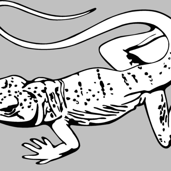 desertlizard Thumbnail