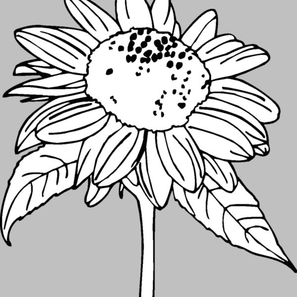 sunflower Thumbnail