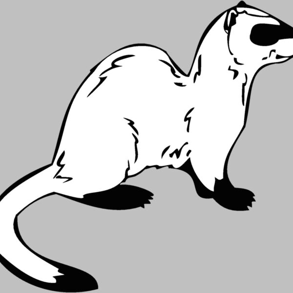 ferret Thumbnail