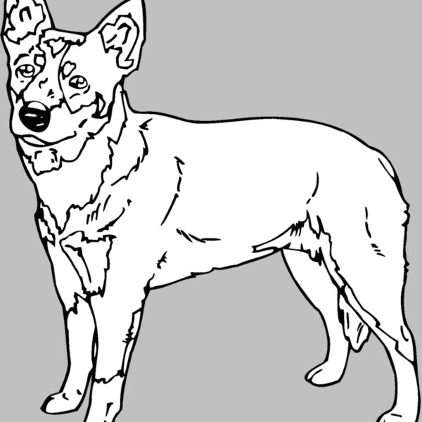 queensland heeler Thumbnail