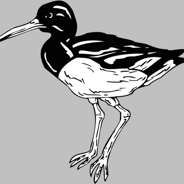 oyster catcher Thumbnail