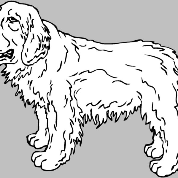 clumber spaniel Thumbnail