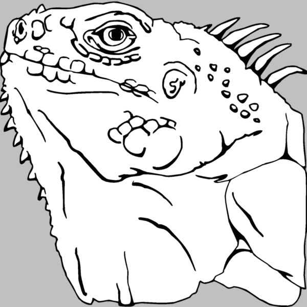 iguana 02 Thumbnail