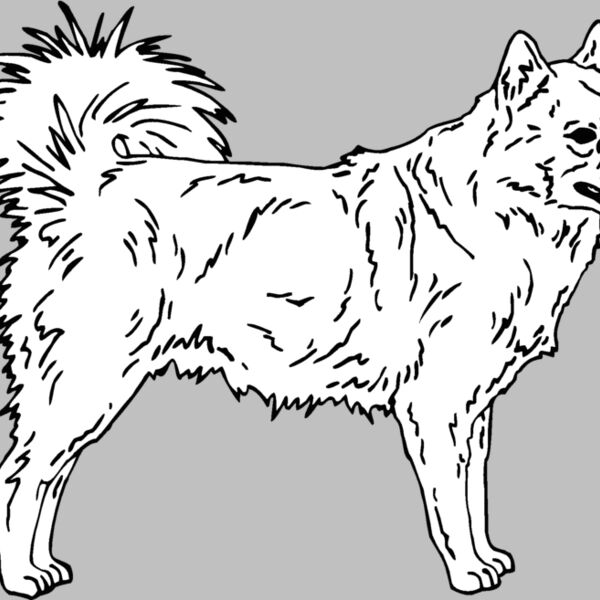 finnish spitz Thumbnail