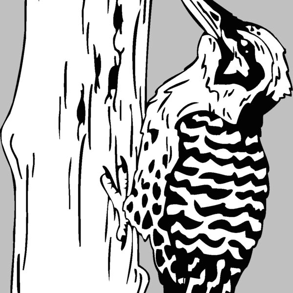 woodpecker Thumbnail