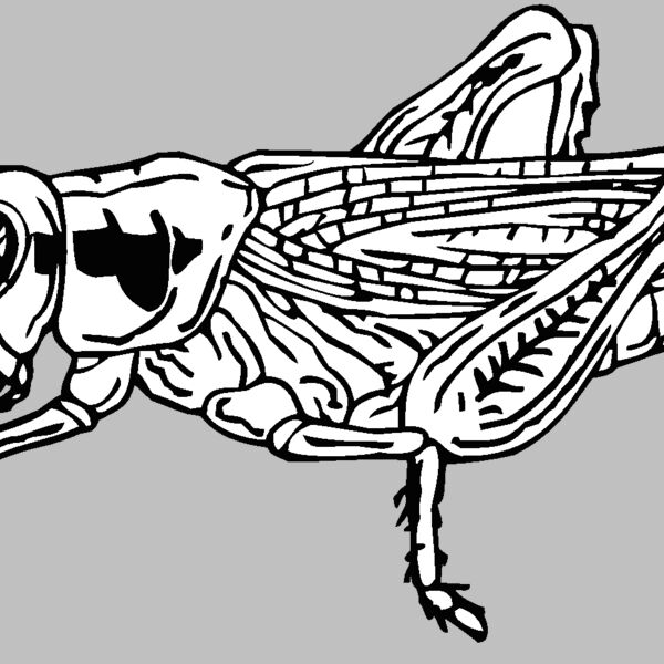 grasshopper Thumbnail