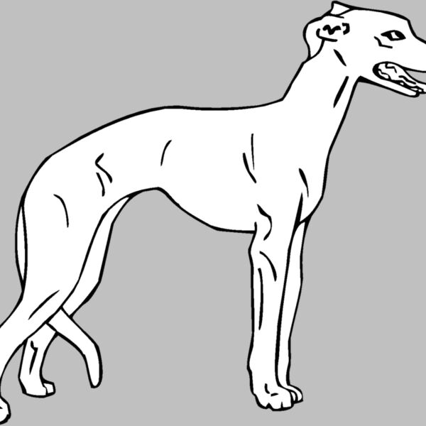whippet Thumbnail