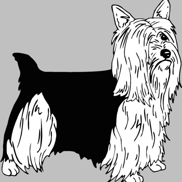 silky terrier Thumbnail