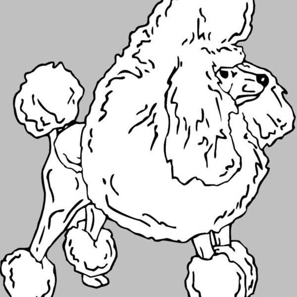 toy poodle Thumbnail