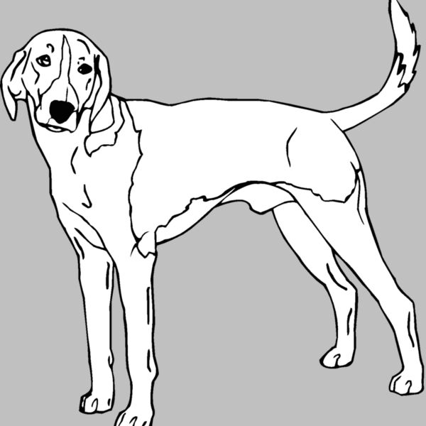 american foxhound Thumbnail