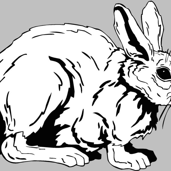 cottontail Thumbnail