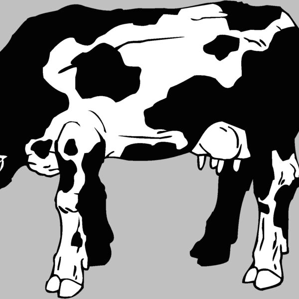 cow Thumbnail