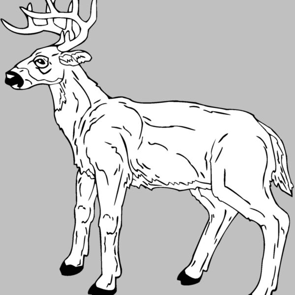 deer 7 Thumbnail