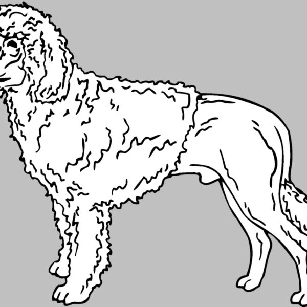 portuguese water dog Thumbnail