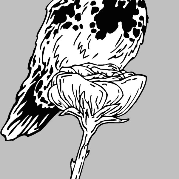 rufous hummingbird Thumbnail