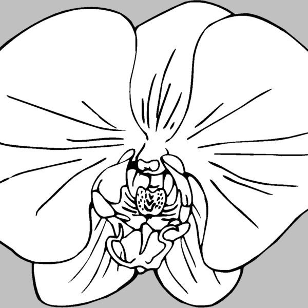 orchid Thumbnail