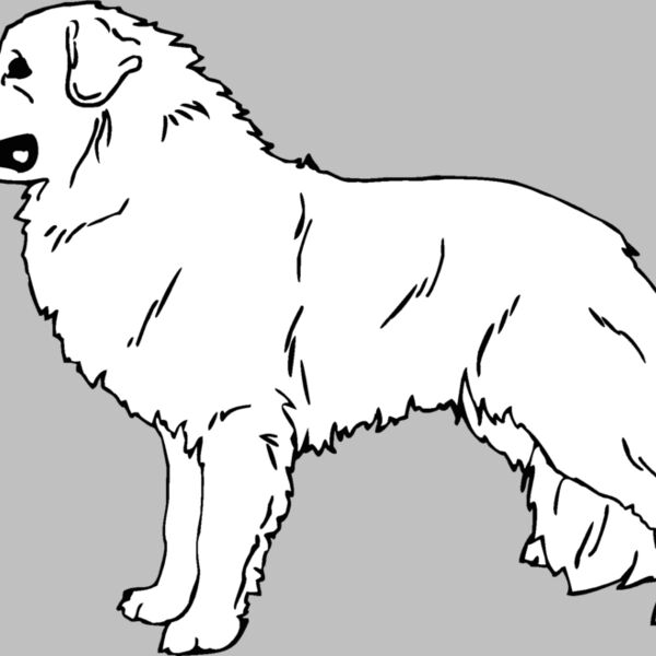 great pyrenees Thumbnail