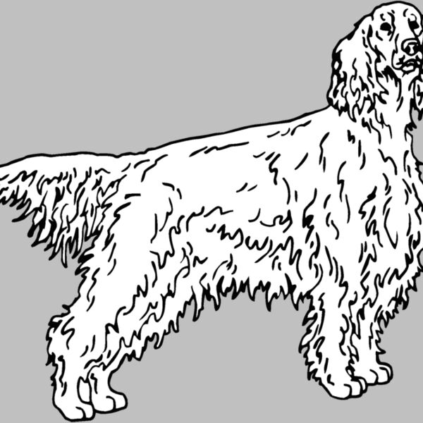 irish setter Thumbnail