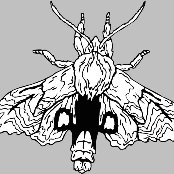 moth Thumbnail