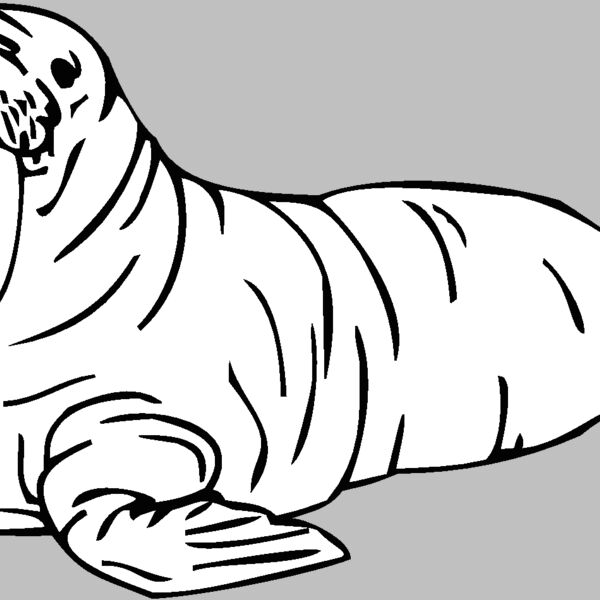 walrus Thumbnail