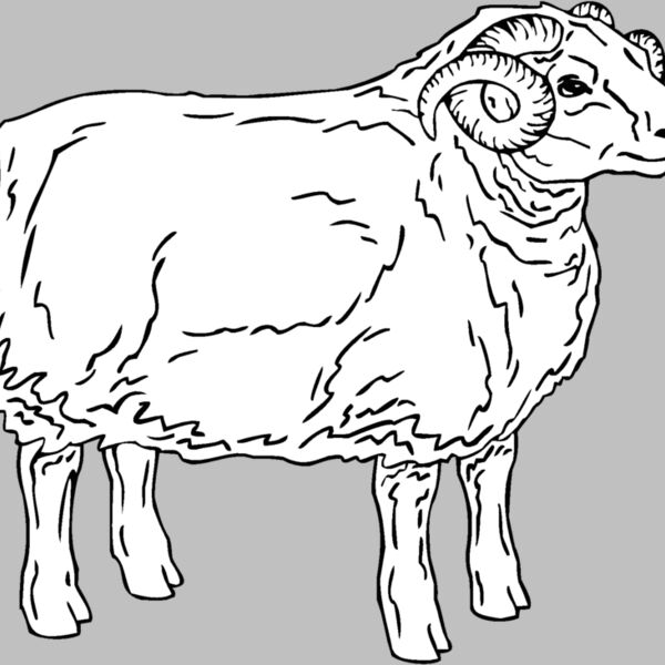 sheep5 Thumbnail