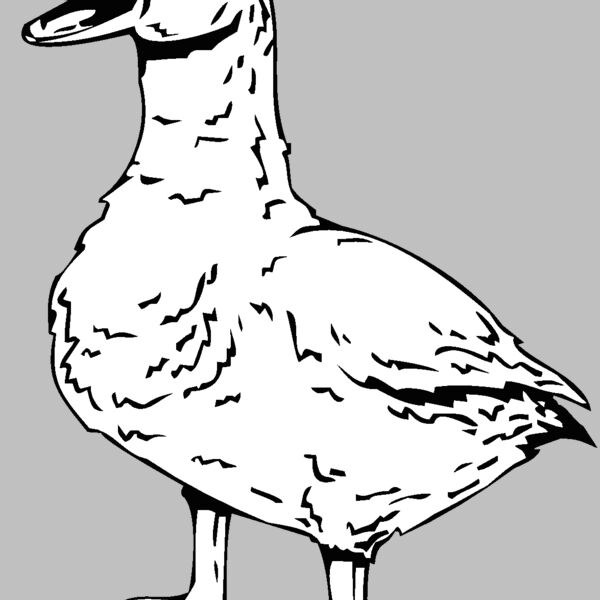 duck2 Thumbnail