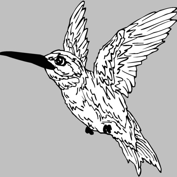 hummingbird1 Thumbnail