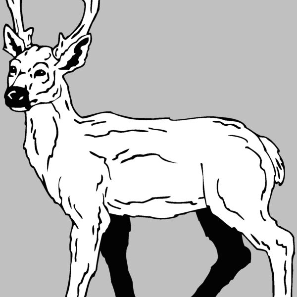 deer5 Thumbnail