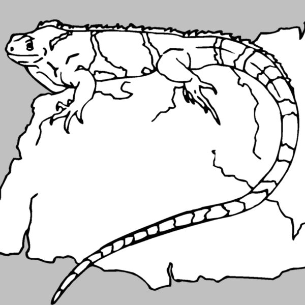iguana 03 Thumbnail