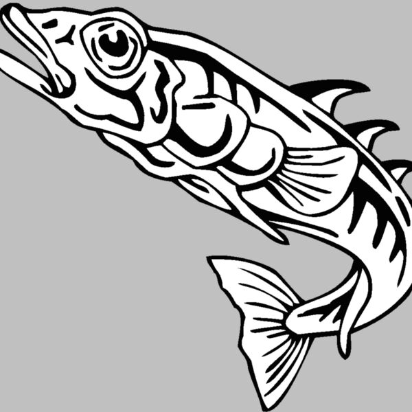 stickleback Thumbnail