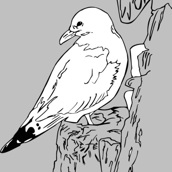 seagull  Thumbnail
