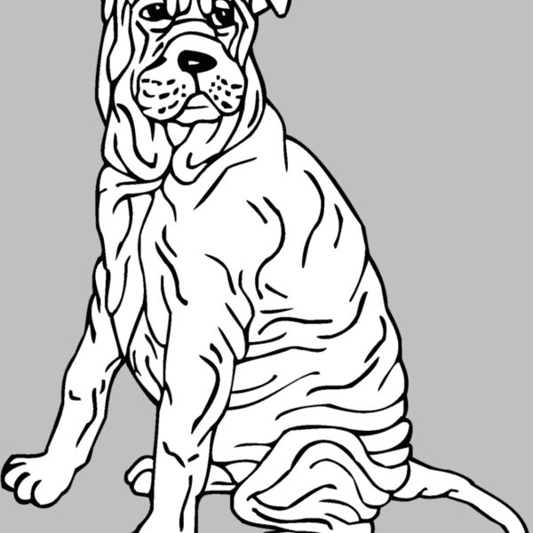 shar pei Thumbnail