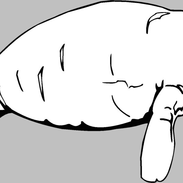 manatee Thumbnail