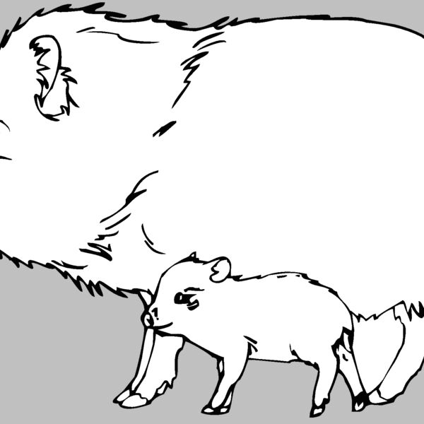 collaredpeccary Thumbnail