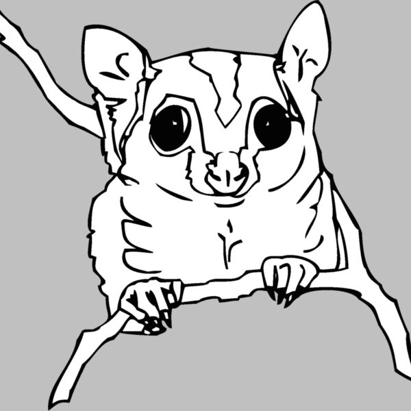 sugarglider Thumbnail