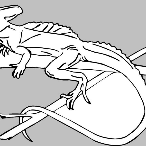 green banded lizard Thumbnail