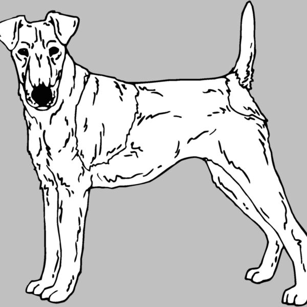 fox terrier Thumbnail