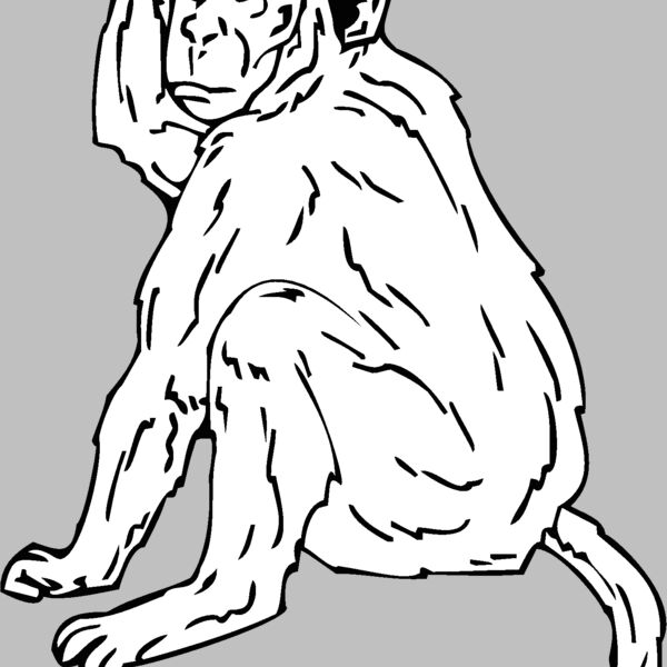 rhesusmonkey Thumbnail