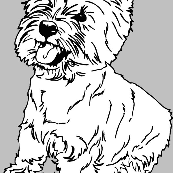 highland terrier Thumbnail