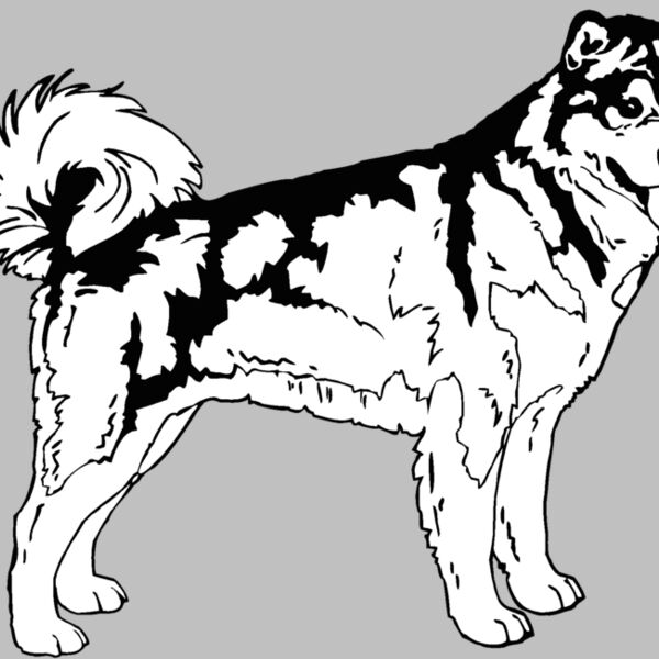 alaskan husky Thumbnail