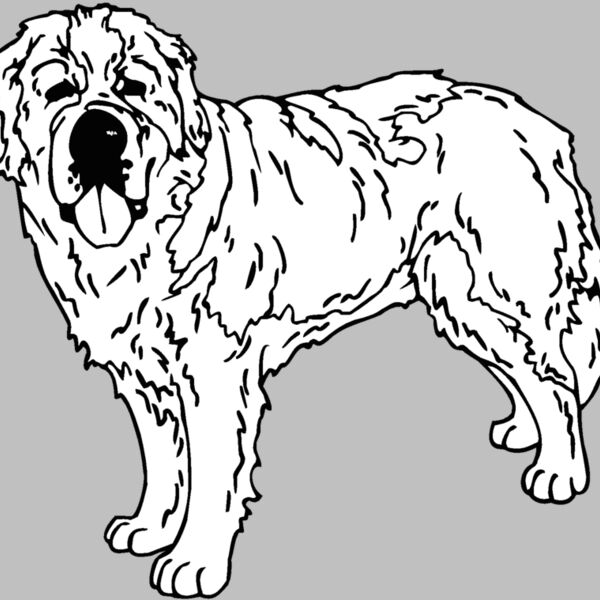 saint bernard Thumbnail