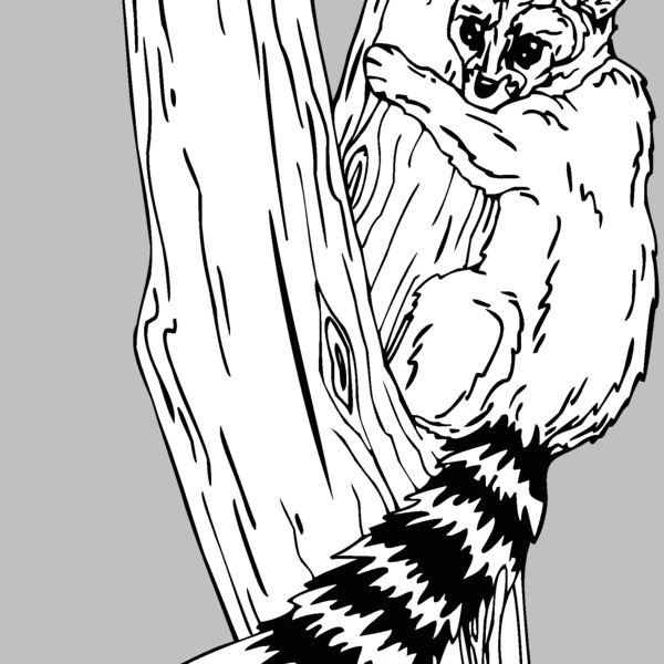 ringtaillemur Thumbnail