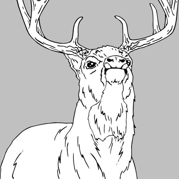 buck Thumbnail