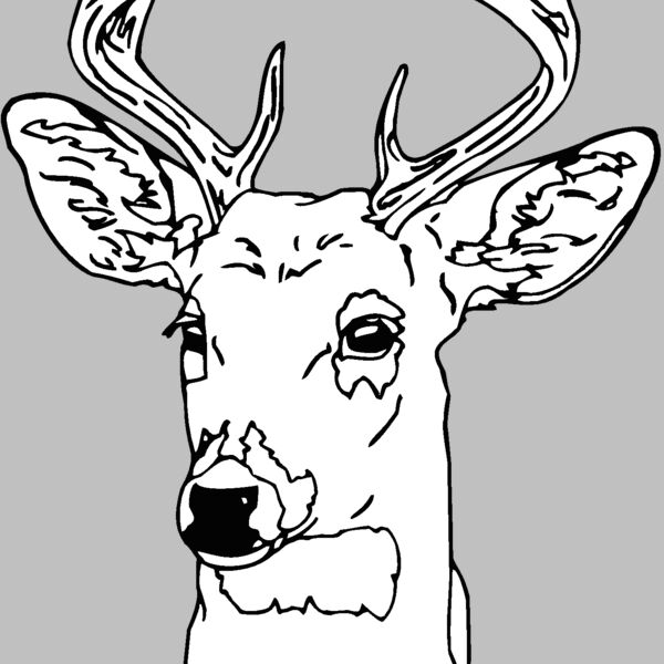 deer 6 Thumbnail