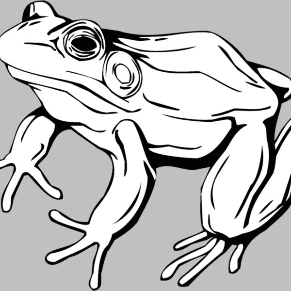 frog2 Thumbnail