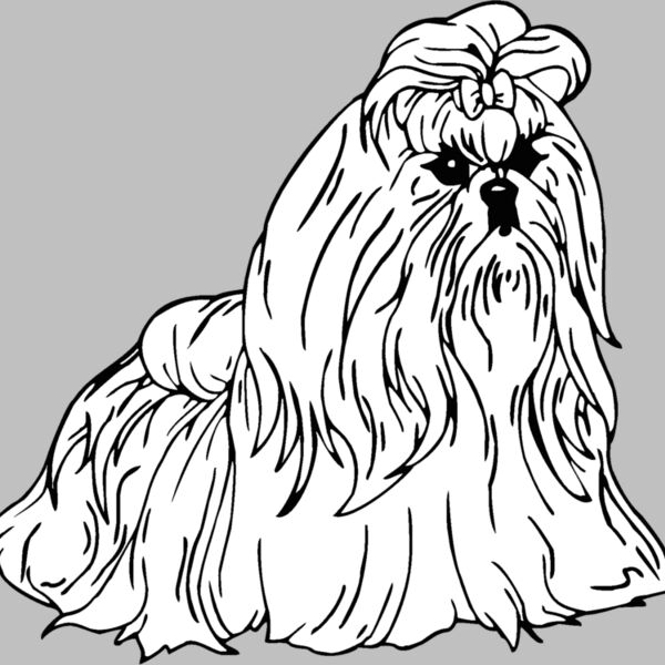 shih tzu Thumbnail